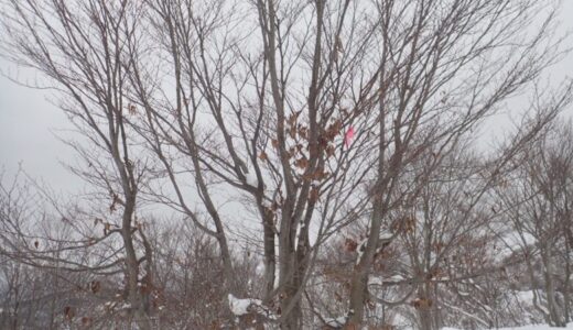 下田のマッターホルン　645m峰-2024.02.04-