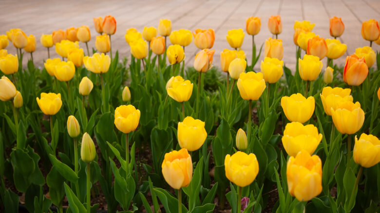 チューリップを撮りました。